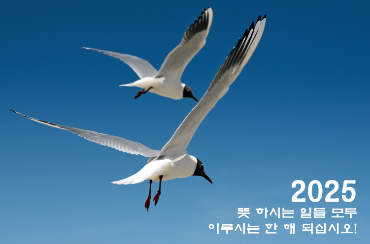 업로드된 이미지